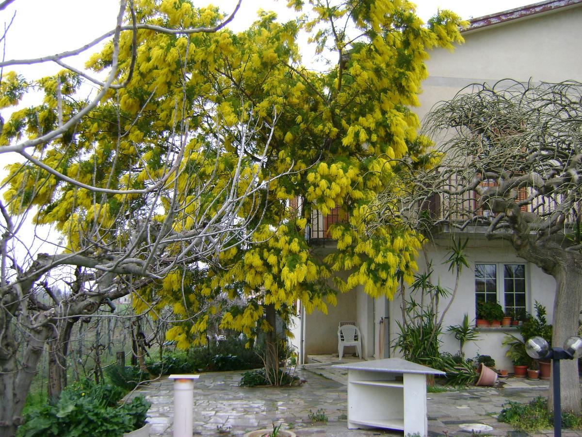 B&B La Mimosa Спело Екстериор снимка
